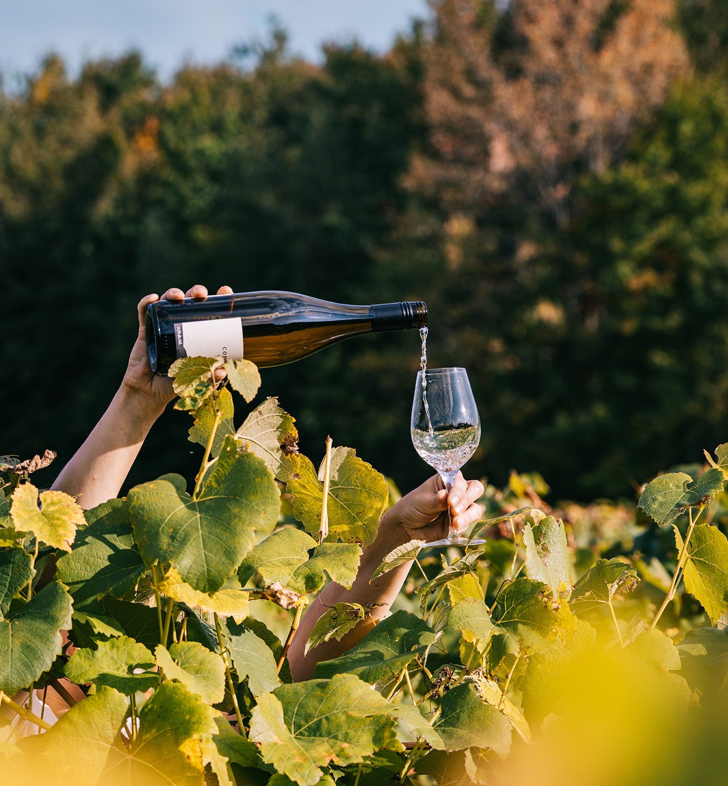 Person pouring wine from a bottle into a glass in a vineyard